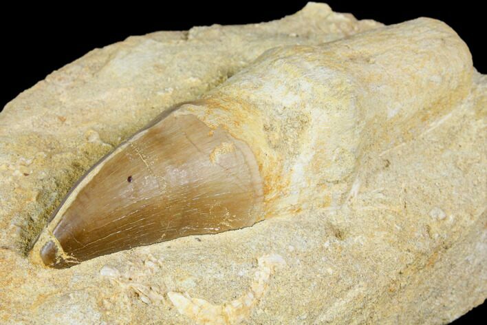 Rooted Mosasaur (Prognathodon) Tooth - Morocco #150250